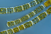 Orthoseira algae, light micrograph