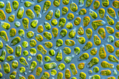 Dunaliella salina algae, light micrograph