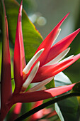 Heliconia angusta 'Red Christmas' flower