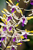 Orchid (Dendrobium 'Pixie Princess') flowers