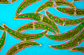 Closterium algae, light micrograph