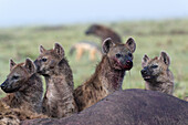 Spotted hyenas feeding on prey
