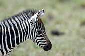 Plains zebra