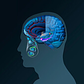 Effects of sport on brain in Alzheimer's disease, illustration