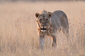 Young male lion at dusk