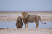 Two male African lions at a waterhole