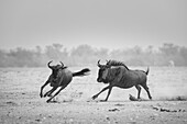 Blue wildebeest running