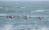 Lesser flamingos flying in formation