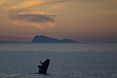 Southern right whale breaching at dusk