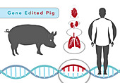 CRISPR in xenotransplantation, illustration