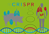 CRISPR in xenotransplantation, illustration