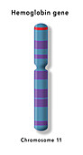 Haemoglobin gene on chromosome 11, illustration