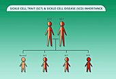 Sickle cell disease inheritance, illustration