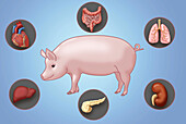 Xenotransplantation, illustration