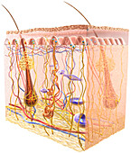 Skin sensory receptors, illustration