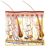 Skin sensory receptors, illustration