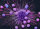 (CAR) T-cell therapy, SEM