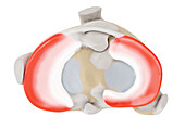 Zones blood flow meniscus, illustration