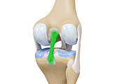 Posterior cruciate ligament, illustration