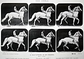 Horse at the amble, illustration