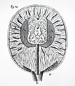 Descartes' drawing of the human brain, 1692