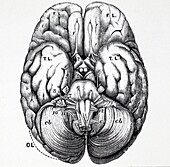 Base of human brain, illustration