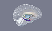 Brain activity during REM sleep, illustration