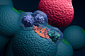 Cyclooxygenase-1 and 2, illustration