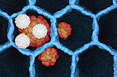 T cells attacking lung cancer cells, illustration