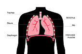Respiratory system anatomy, illustration