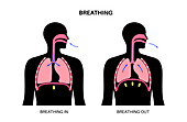 Breathing process, illustration