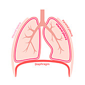 Pleura anatomy, illustration