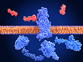 Inactivated GLP-1 receptor near semaglutide, illustration
