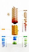 Biomass of mammalian life on Earth, illustration