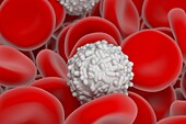Red and white blood cells, illustration