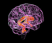 Ventricular system of a child's brain, illustration