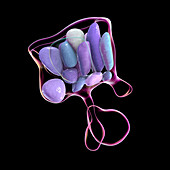 Hypothalamic nuclei, illustration