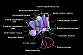 Hypothalamic nuclei, illustration