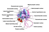 Hypothalamic nuclei, illustration