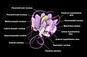 Hypothalamic nuclei, illustration