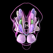 Hypothalamic nuclei, illustration