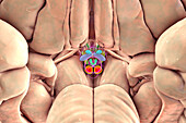 Hypothalamic nuclei, illustration