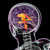 Ventricular system of the brain, illustration