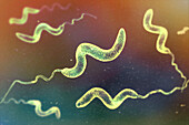 Campylobacter bacteria, illustration