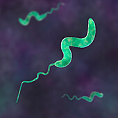 Campylobacter bacteria, illustration