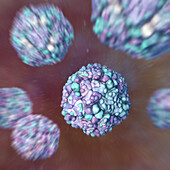 Echo viruses, illustration