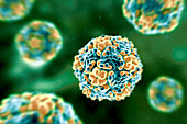 Echo viruses, illustration