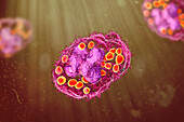 Histoplasma capsulatum fungus in a macrophage, illustration