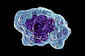 Macrophage, illustration