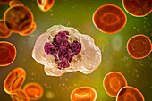 Macrophage, illustration